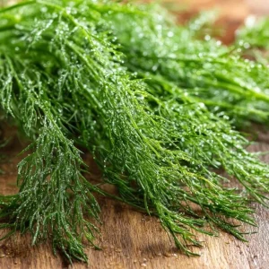 Organic Bouquet Dill Seeds - Anethum graveolens 100 Seeds, Aromatic Culinary Herb - Image 2