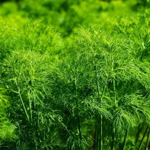 Organic Bouquet Dill Seeds - Anethum graveolens 100 Seeds, Aromatic Culinary Herb - Image 3