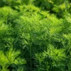 Organic Bouquet Dill Seeds - Anethum graveolens 100 Seeds, Aromatic Culinary Herb - Image 1