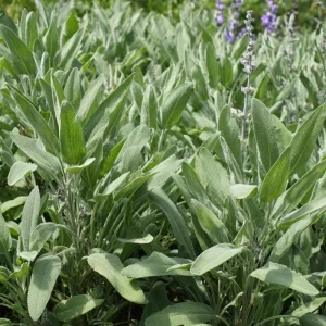 Organic Broadleaf Sage Seeds - 50 Count - Aromatic Culinary Herb, Hardy Perennial - Image 5