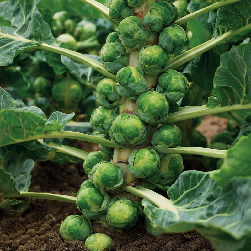 Organic Brussels Sprouts Seeds - 50 Heirloom Mini Cabbage Seeds, Easy Grow - Image 3