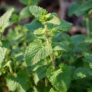 Organic Catnip Seeds Nepeta cataria - 300 Seeds - Fragrant Herb, Pollinator Friendly - Image 3