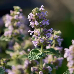 Organic Catnip Seeds Nepeta cataria - 300 Seeds - Fragrant Herb, Pollinator Friendly - Image 5