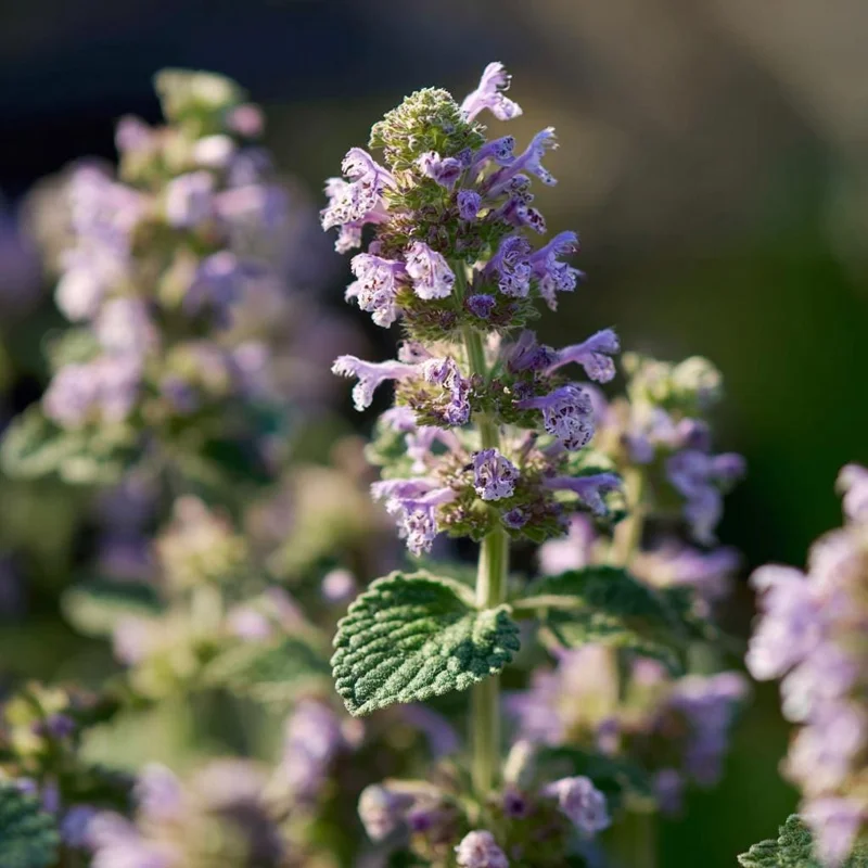 Organic Catnip Seeds Nepeta cataria - 300 Seeds - Fragrant Herb, Pollinator Friendly - Image 5