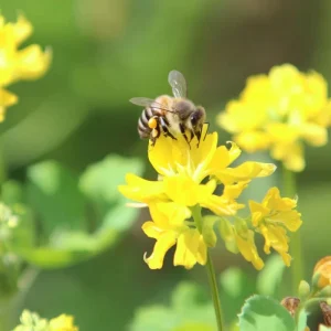 Organic Fenugreek Seeds - Culinary Herb & Microgreens, 250 Seeds - Image 3