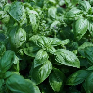 Organic Italian Large Leaf Basil Seeds - 250 Seeds - Aromatic Culinary Herb - Image 2