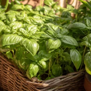 Organic Italian Large Leaf Basil Seeds - 250 Seeds - Aromatic Culinary Herb - Image 3