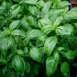 Organic Italian Large Leaf Basil Seeds - 250 Seeds - Aromatic Culinary Herb - Image 4