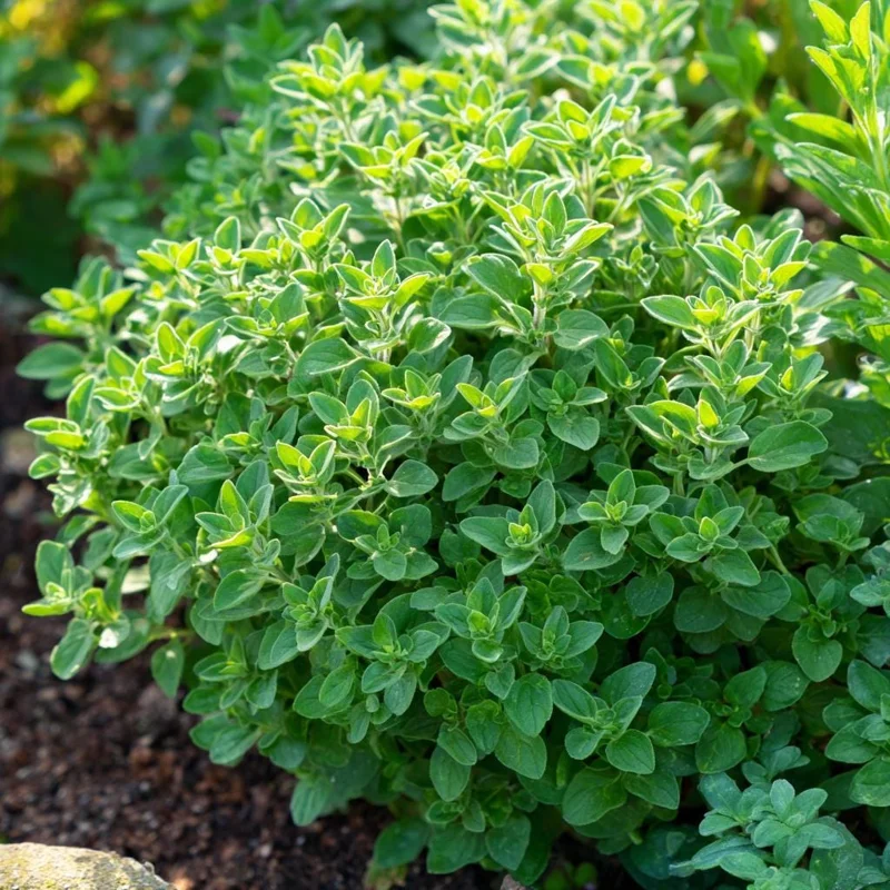 Organic Italian Oregano Seeds - 200 Count - Aromatic Culinary Herb - Image 1
