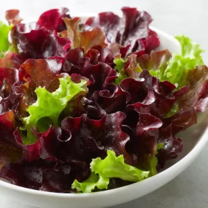 Organic Lollo Rosso Lettuce Seeds – Red Salad Bowl Type – 250 Seed Packet – Outdoor Edible Greens - Image 2