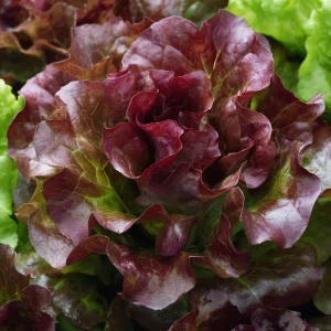 Organic Lollo Rosso Lettuce Seeds – Red Salad Bowl Type – 250 Seed Packet – Outdoor Edible Greens - Image 3