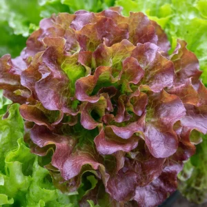 Organic Lollo Rosso Lettuce Seeds – Red Salad Bowl Type – 250 Seed Packet – Outdoor Edible Greens - Image 4