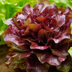 Organic Lollo Rosso Lettuce Seeds – Red Salad Bowl Type – 250 Seed Packet – Outdoor Edible Greens - Image 1