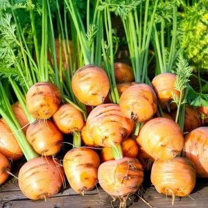 Organic Parisian Carrot Seeds - Heirloom Round (250 Seeds) - Garden Vegetable - Image 2