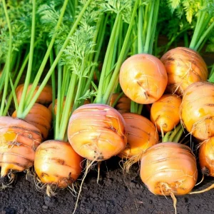 Organic Parisian Carrot Seeds - Heirloom Round (250 Seeds) - Garden Vegetable - Image 4