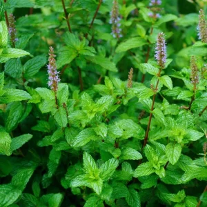 Organic Peppermint Seeds - Mentha piperita - 100 Fragrant Perennial Herb Seeds for Tea & Cooking - Attracts Pollinators - Image 2