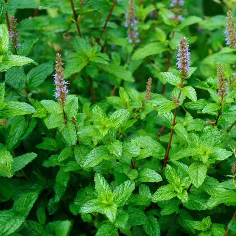 Organic Peppermint Seeds - Mentha piperita - 100 Fragrant Perennial Herb Seeds for Tea & Cooking - Attracts Pollinators - Image 2
