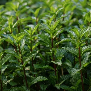Organic Peppermint Seeds - Mentha piperita - 100 Fragrant Perennial Herb Seeds for Tea & Cooking - Attracts Pollinators - Image 3