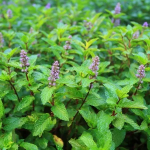 Organic Peppermint Seeds - Mentha piperita - 100 Fragrant Perennial Herb Seeds for Tea & Cooking - Attracts Pollinators - Image 4