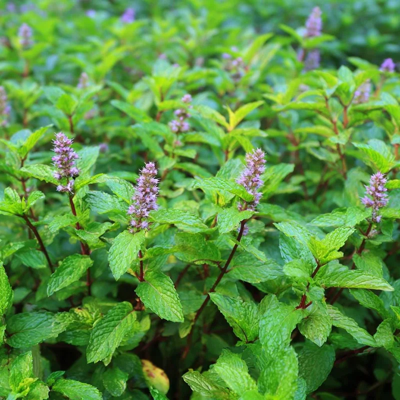 Organic Peppermint Seeds - Mentha piperita - 100 Fragrant Perennial Herb Seeds for Tea & Cooking - Attracts Pollinators - Image 4