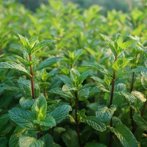 Organic Peppermint Seeds - Mentha piperita - 100 Fragrant Perennial Herb Seeds for Tea & Cooking - Attracts Pollinators - Image 1