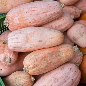 Organic Pink Banana Jumbo Winter Squash Seeds - 20 Count, Large Heirloom - Image 2