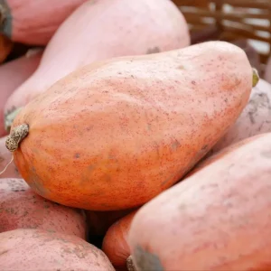 Organic Pink Banana Jumbo Winter Squash Seeds - 20 Count, Large Heirloom - Image 4