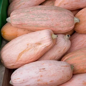 Organic Pink Banana Jumbo Winter Squash Seeds - 20 Count, Large Heirloom - Image 5