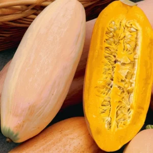 Organic Pink Banana Jumbo Winter Squash Seeds - 20 Count, Large Heirloom - Image 1