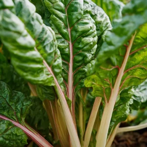 Organic Pink Flamingo Swiss Chard Seeds - 20 Seeds - Colorful Edible Greens - Image 3