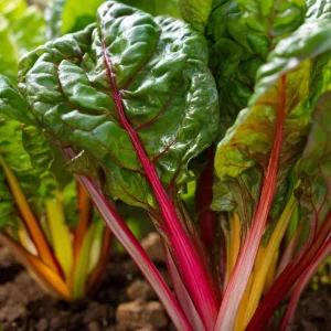 Organic Rainbow Swiss Chard Seeds - Beta Vulgaris - 50 Seeds - Vibrant Multicolored Stems - Nutrient-Rich Edible Veg - Image 2