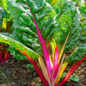 Organic Rainbow Swiss Chard Seeds - Beta Vulgaris - 50 Seeds - Vibrant Multicolored Stems - Nutrient-Rich Edible Veg - Image 5