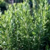 Organic Rosemary Seeds (Rosmarinus officinalis) - 50 Seed Pack - Fragrant Culinary Herb - Image 1