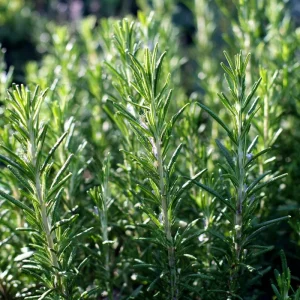Organic Rosemary Seeds (Rosmarinus officinalis) - 50 Seed Pack - Fragrant Culinary Herb - Image 1