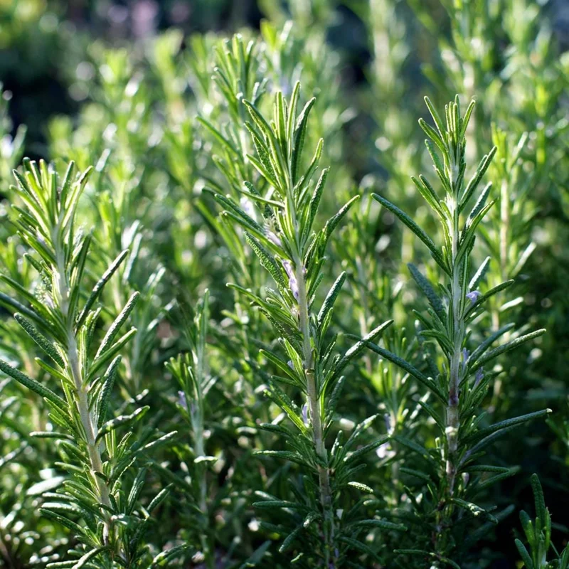 Organic Rosemary Seeds (Rosmarinus officinalis) - 50 Seed Pack - Fragrant Culinary Herb - Image 1