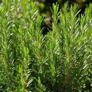 Organic Rosemary Seeds (Rosmarinus officinalis) - 50 Seed Pack - Fragrant Culinary Herb - Image 3