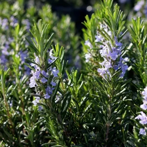 Organic Rosemary Seeds (Rosmarinus officinalis) - 50 Seed Pack - Fragrant Culinary Herb - Image 4
