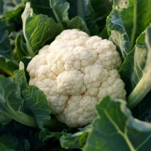 Organic Snowball Cauliflower Seeds - 150 Count, Easy Grow Heirloom Vegetable - Image 2