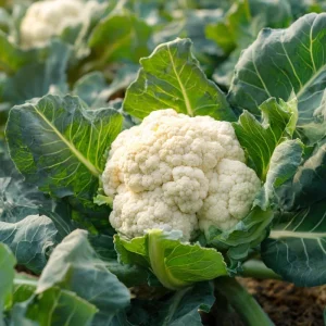 Organic Snowball Cauliflower Seeds - 150 Count, Easy Grow Heirloom Vegetable - Image 1