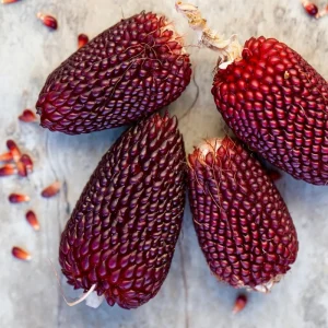 Organic Strawberry Popcorn Seeds - 30 Count Heirloom Sweet Kernels for Home Garden - Image 3