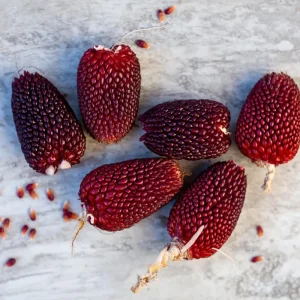 Organic Strawberry Popcorn Seeds - 30 Count Heirloom Sweet Kernels for Home Garden - Image 4