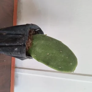 Organic Thornless Prickly Pear Live Plant – 4 Inch Pot – Drought Tolerant Cactus - Image 3