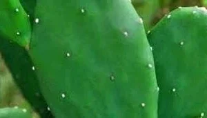Organic Thornless Prickly Pear Live Plant – 4 Inch Pot – Drought Tolerant Cactus - Image 1