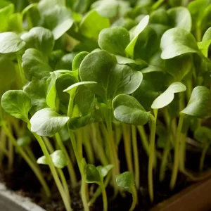Organic Wasabi Mustard Microgreen Seeds - Brassica juncea - 10g Pack - Spicy Hot Flavor Greens - Image 5
