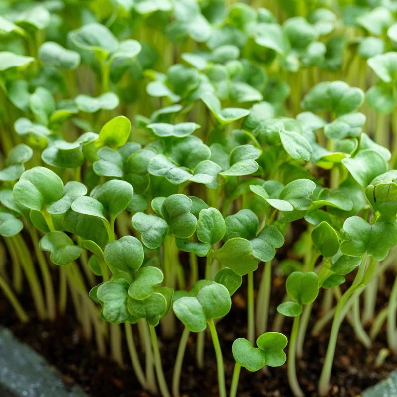 Organic Wasabi Mustard Microgreen Seeds - Brassica juncea - 10g Pack - Spicy Hot Flavor Greens - Image 1