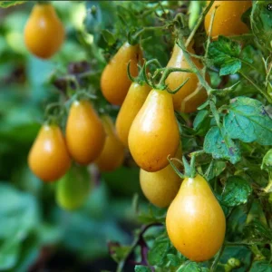 Organic Yellow Pear Cherry Tomato Seeds - Heirloom Variety, Sweet Mild Flavor, 30 Seeds - Image 2