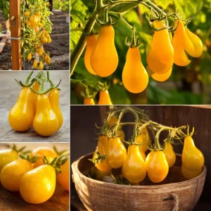 Organic Yellow Pear Cherry Tomato Seeds - Heirloom Variety, Sweet Mild Flavor, 30 Seeds - Image 3