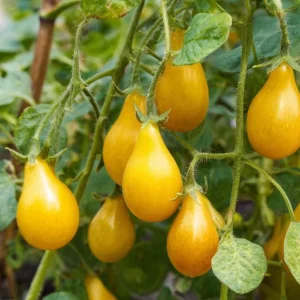 Organic Yellow Pear Cherry Tomato Seeds - Heirloom Variety, Sweet Mild Flavor, 30 Seeds - Image 4