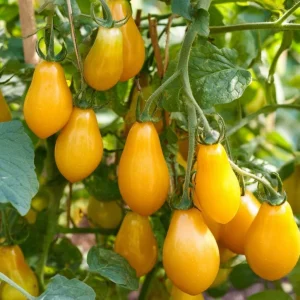 Organic Yellow Pear Cherry Tomato Seeds - Heirloom Variety, Sweet Mild Flavor, 30 Seeds - Image 1