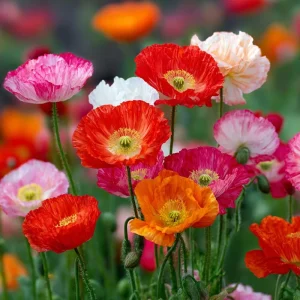 Oriental Poppy Seeds Mix - 1000 Perennial Flower Seeds, Vibrant Colors, Outdoor - Image 2